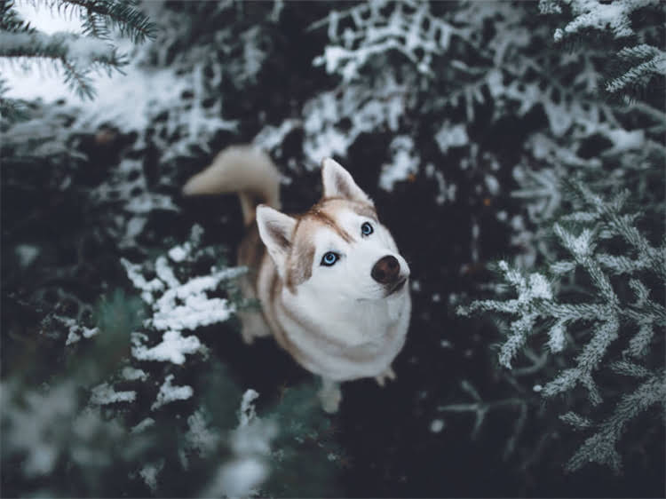 图片 泰迪犬性格：温顺粘人还是固执倔强？全面六大脾气特征与饲养指南1.jpg