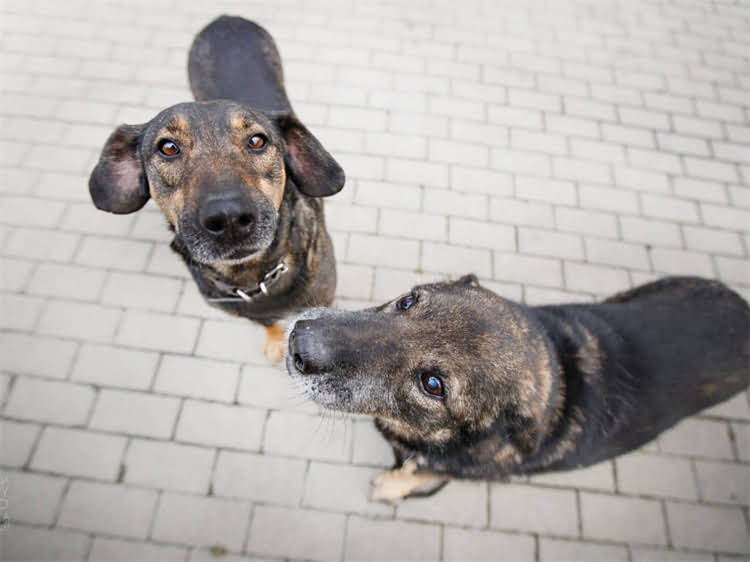 图片 泰迪犬打滚训练全攻略：5步教会狗狗轻松打滚的实用教程.jpg