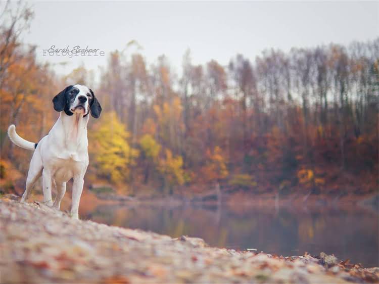 图片 泰迪犬打滚训练全攻略：5步教会狗狗轻松打滚的实用教程1.jpg