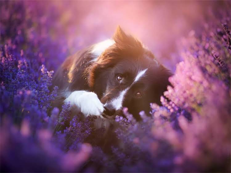 图片 泰迪犬打滚训练全攻略：5步教会狗狗轻松打滚的实用教程2.jpg