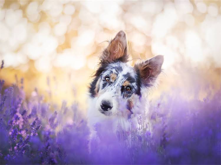 图片 泰迪犬打滚训练教程：5步高效方法+常见错误纠正（附视频演示）.jpg