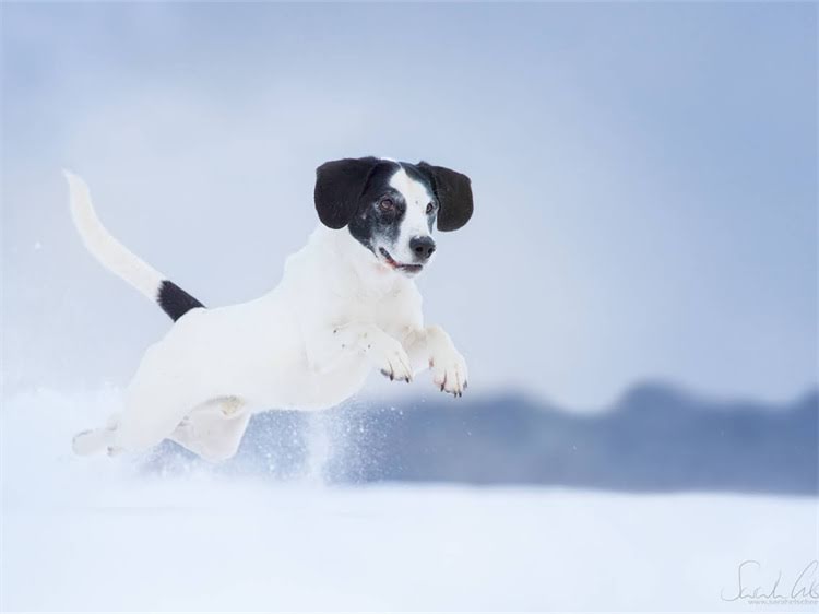 图片 泰迪犬拉尿训练全攻略：快速掌握5大技巧，告别尿裤子烦恼2.jpg