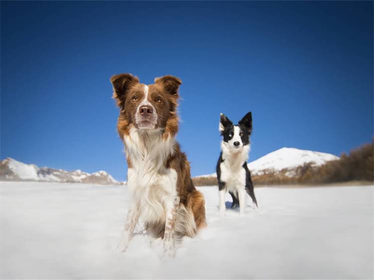 图片 泰迪犬挑食不吃饭的10个科学解决方法（附食谱）.jpg