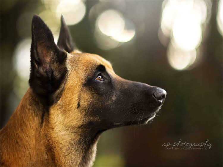 图片 泰迪犬挑食不吃饭的10个科学解决方法（附食谱）1.jpg