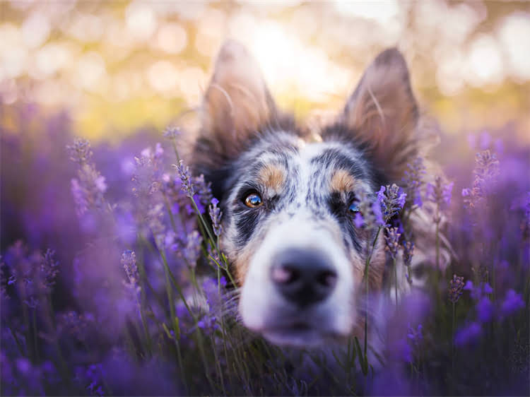 图片 泰迪犬挑食不吃饭的10个科学解决方法（附食谱）2.jpg