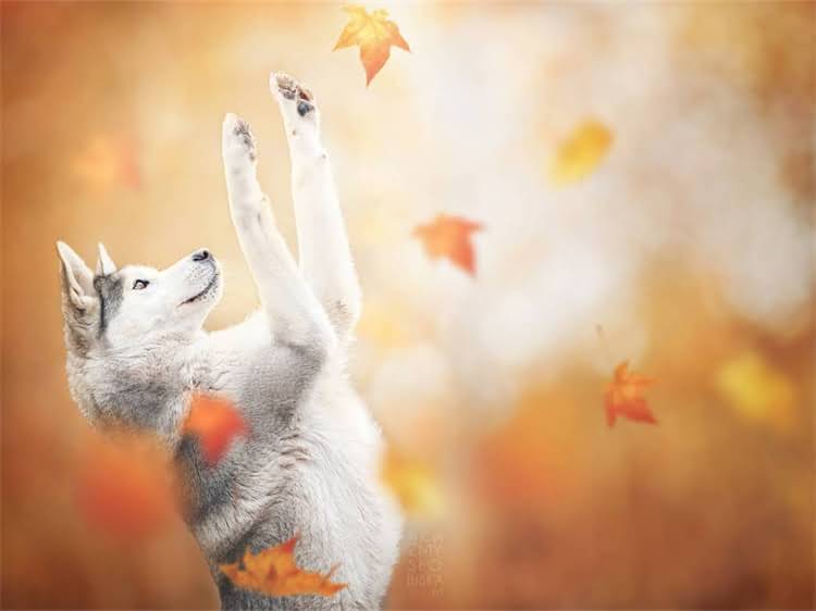 图片 泰迪犬挑食怎么办？资深训犬师家庭饲养营养干预全攻略2.jpg