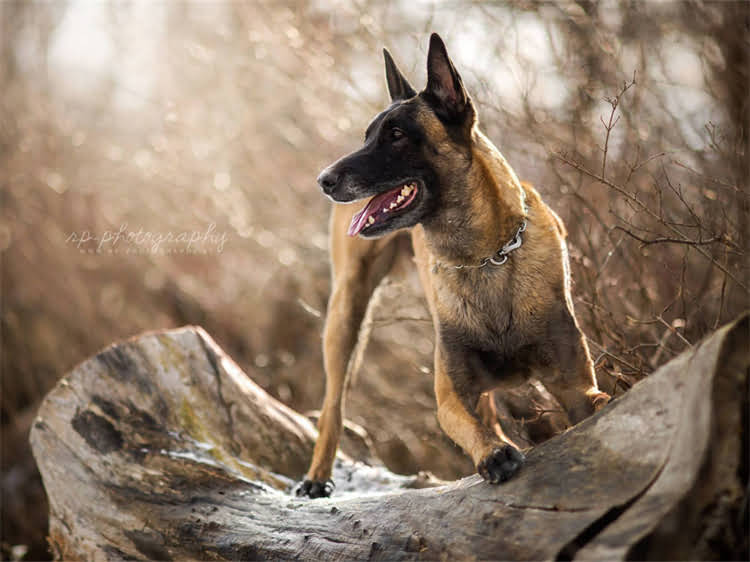 图片 泰迪犬换牙时间表全：3-8月龄换牙期护理指南与常见问题解答1.jpg