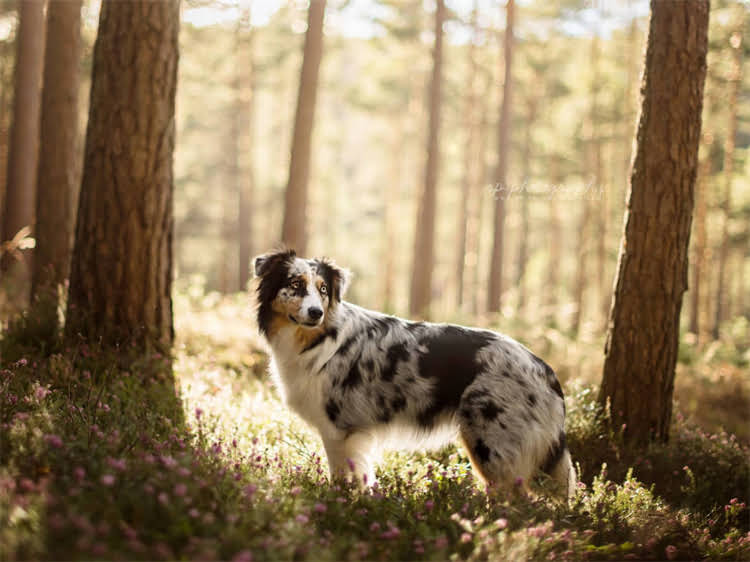 图片 泰迪犬晕车呕吐怎么办？5大家庭护理法+科学预防指南（附急救流程）.jpg