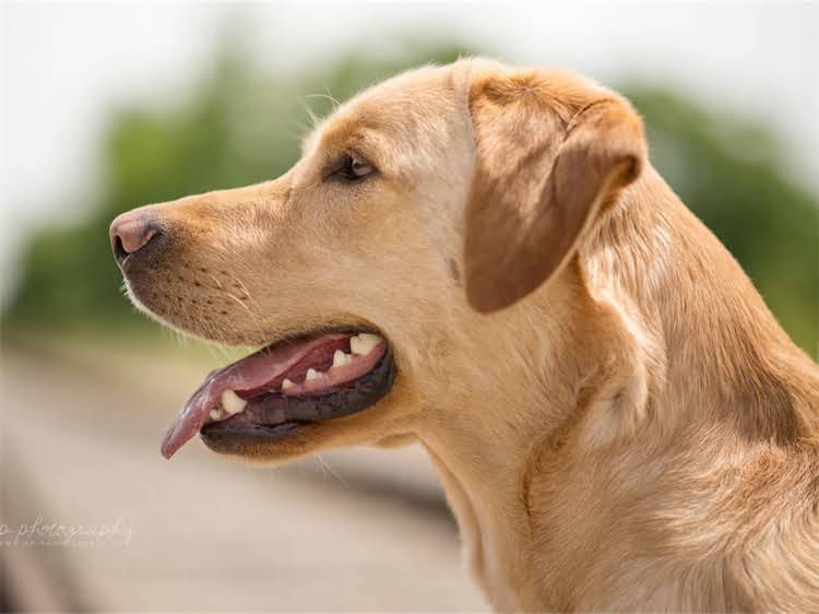 图片 泰迪犬晕车呕吐怎么办？5大家庭护理法+科学预防指南（附急救流程）1.jpg