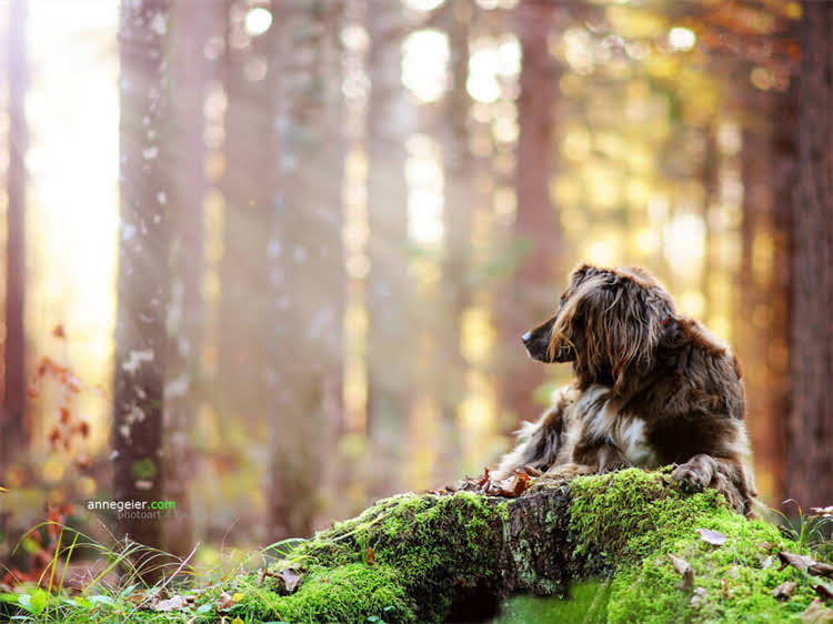 图片 泰迪犬晕车呕吐怎么办？5大家庭护理法+科学预防指南（附急救流程）2.jpg