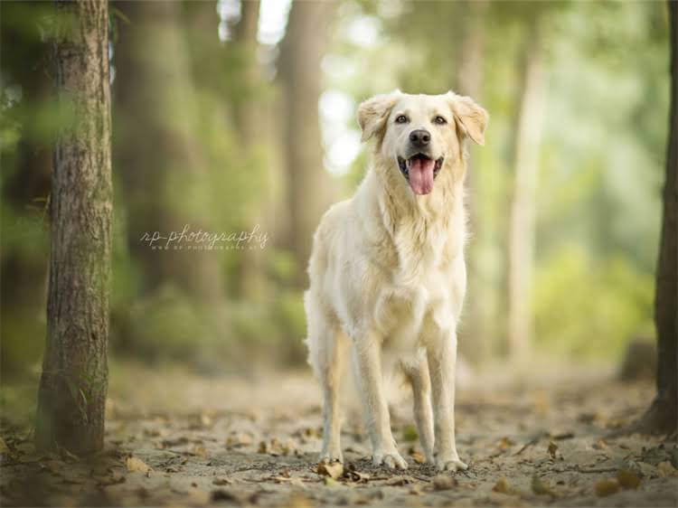 图片 泰迪犬最佳训练期：1-6月龄科学驯养指南1.jpg