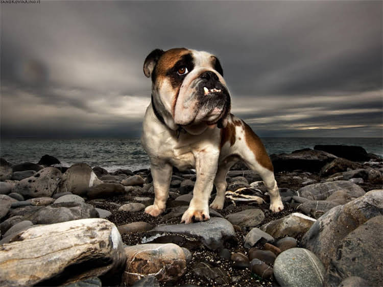 图片 泰迪犬最新价格全：贵宾犬多少钱一只？地区差异与选购指南.jpg