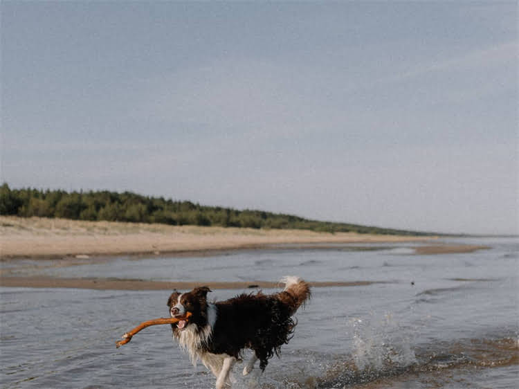 图片 泰迪犬最新价格全：贵宾犬多少钱一只？地区差异与选购指南2.jpg