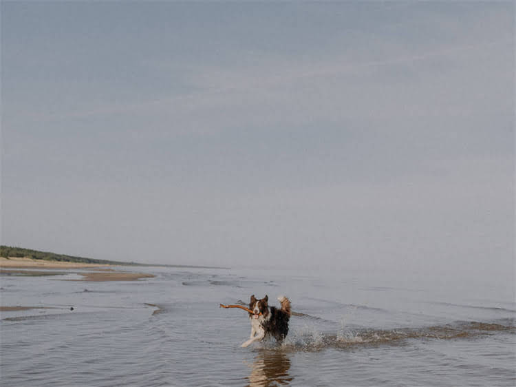 图片 泰迪犬正常体温全：科学测量方法及异常体温应对指南.jpg