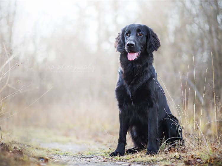 图片 泰迪犬每日狗粮喂食量科学计算指南（附不同月龄喂食表）.jpg
