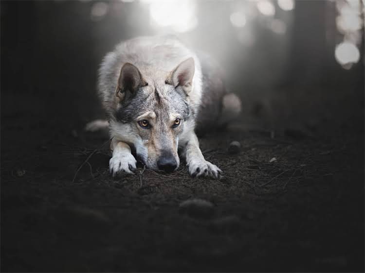 图片 泰迪犬洗澡头部护理全攻略：5步避免耳朵进水+3种禁忌动作（附图解）1.jpg