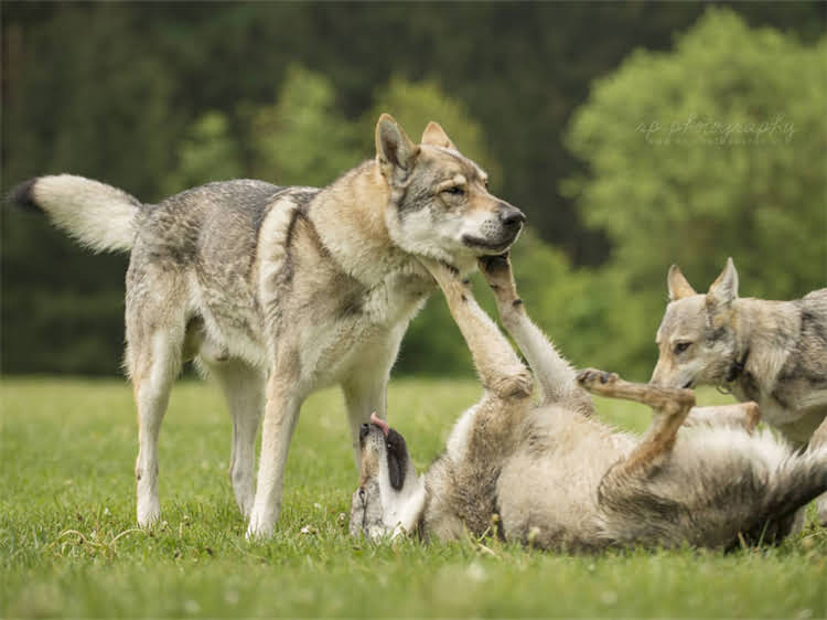 图片 泰迪犬洗澡头部护理全攻略：5步避免耳朵进水+3种禁忌动作（附图解）2.jpg
