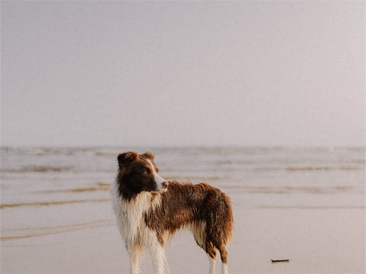 图片 泰迪犬洗澡时机全：科学护理指南与常见误区2.jpg