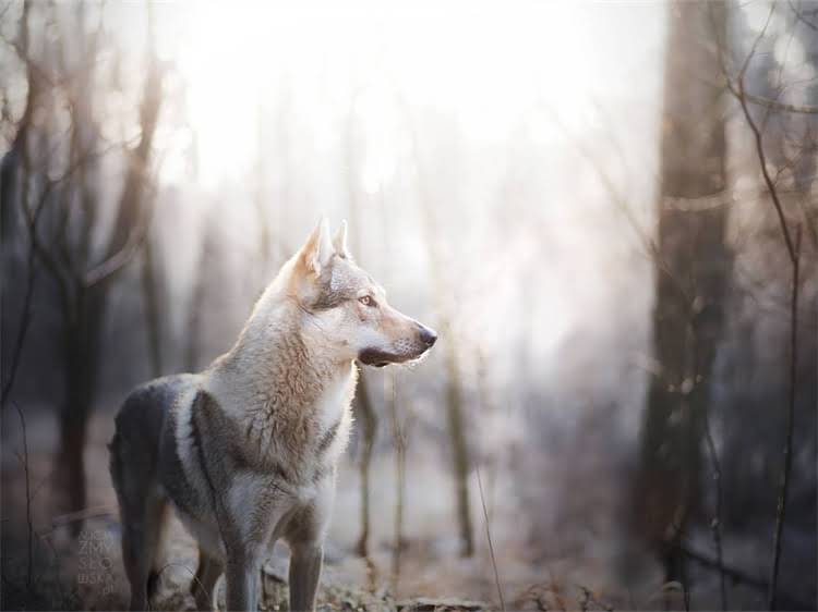 图片 泰迪犬流泪发臭的5大原因+专业护理指南：养宠必知的健康知识.jpg