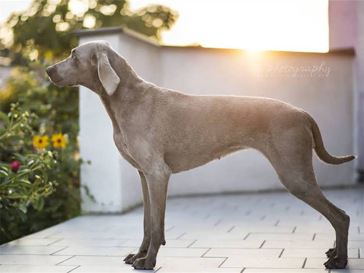 图片 泰迪犬流泪发臭的5大原因+专业护理指南：养宠必知的健康知识1.jpg