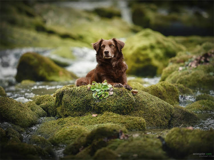 图片 泰迪犬流泪发臭的5大原因+专业护理指南：养宠必知的健康知识2.jpg