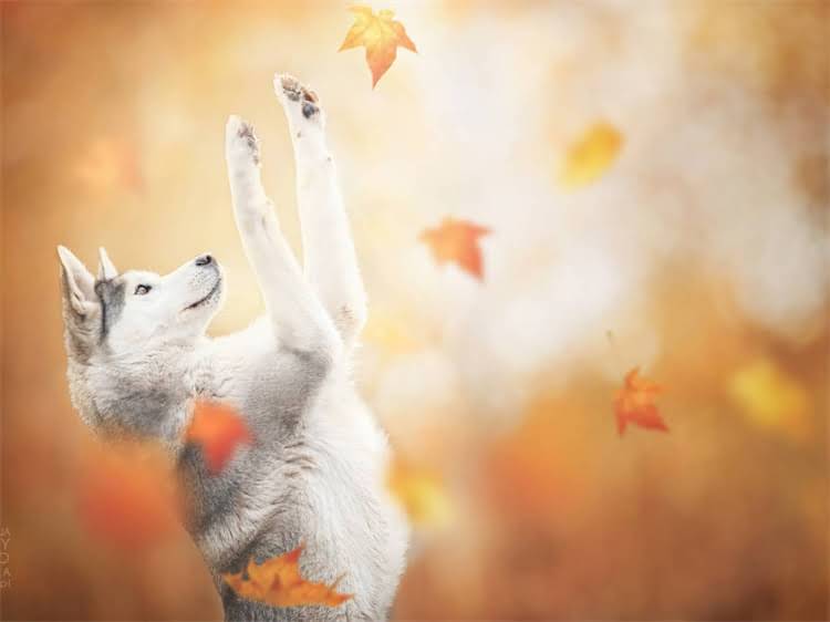 图片 泰迪犬流鼻涕但精神饱满？这5个护理技巧让爱宠快速恢复健康（附真实案例）1.jpg