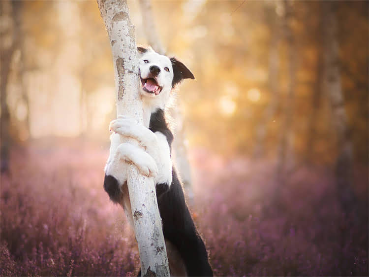 图片 泰迪犬满月必打疫苗清单：最佳接种时间、注意事项及疫苗全（附专业指南）.jpg