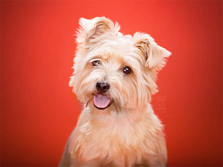 图片 泰迪犬满月必打疫苗清单：最佳接种时间、注意事项及疫苗全（附专业指南）1.jpg