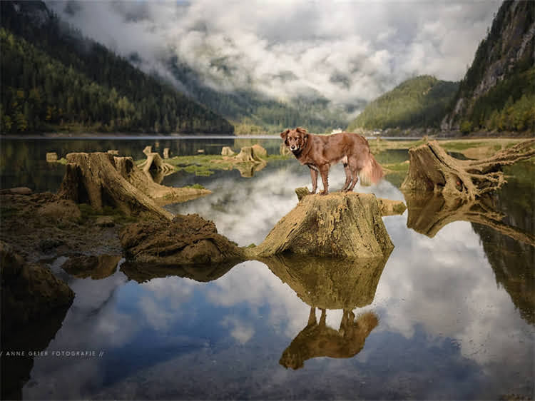 图片 泰迪犬满月必打疫苗清单：最佳接种时间、注意事项及疫苗全（附专业指南）2.jpg