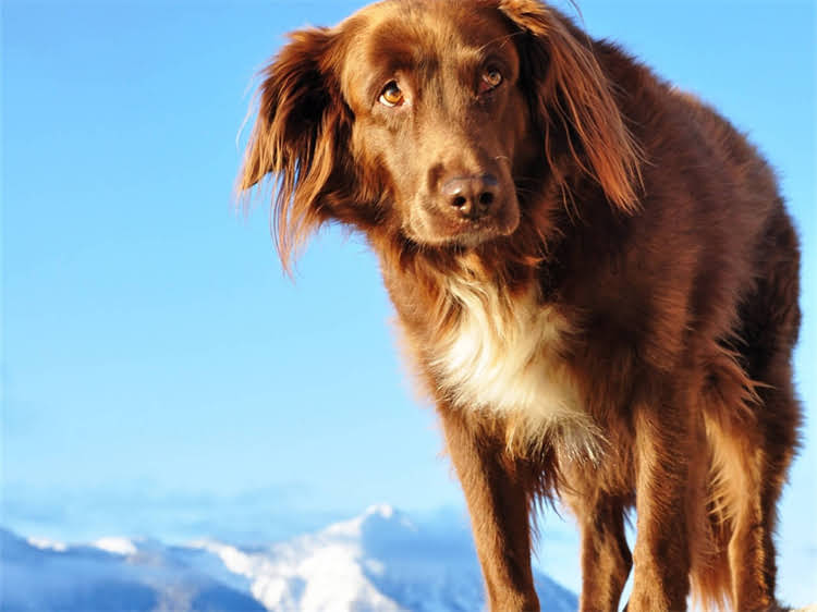 图片 泰迪犬爪子臭怎么办？5大专业方法+日常护理全攻略（附图解）.jpg