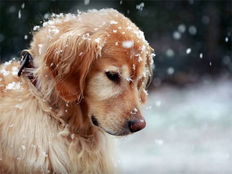 图片 泰迪犬爪子臭怎么办？5大专业方法+日常护理全攻略（附图解）1.jpg
