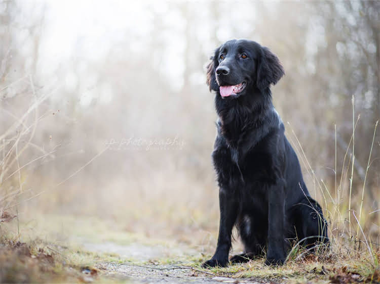 图片 泰迪犬狗粮推荐：最佳选择及科学喂养指南（附选购清单）2.jpg