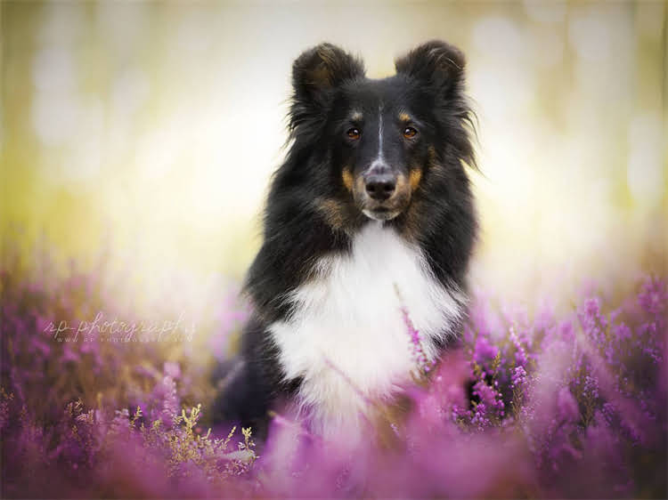 图片 泰迪犬独立睡眠训练全攻略：5个科学步骤让爱犬自主入睡不依赖.jpg