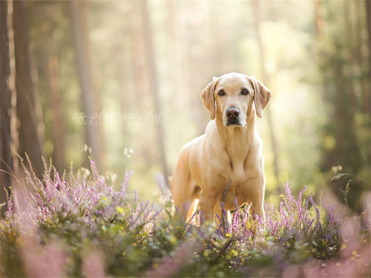 图片 泰迪犬生殖器尺寸：长度、宽度与健康管理指南.jpg