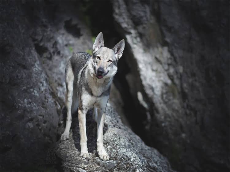 图片 泰迪犬生殖器尺寸：长度、宽度与健康管理指南1.jpg