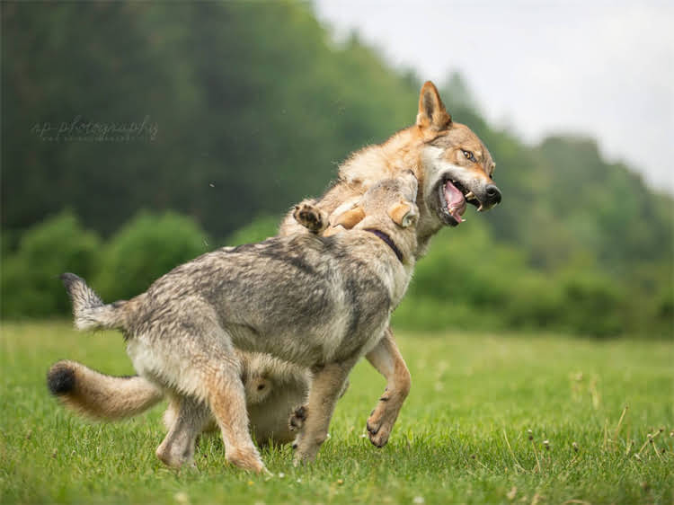 图片 泰迪犬疫苗与驱虫全攻略：科学接种流程与注意事项（附免费咨询入口）1.jpg