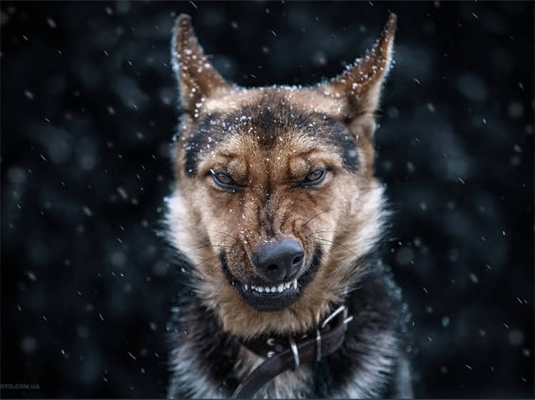 图片 泰迪犬疫苗与驱虫全攻略：科学接种流程与注意事项（附免费咨询入口）2.jpg