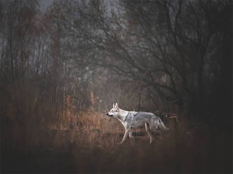图片 泰迪犬疫苗时间表：科学接种流程与注意事项全（附最新指南）.jpg