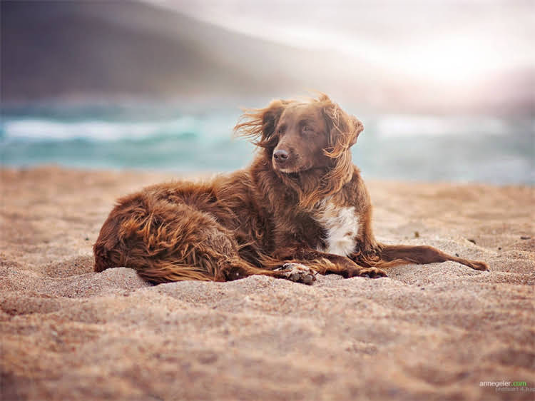 图片 泰迪犬疫苗时间表：科学接种流程与注意事项全（附最新指南）2.jpg