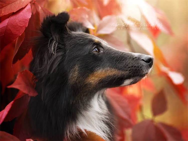 图片 泰迪犬白色多少钱一只？全价格+饲养指南+选购技巧.jpg