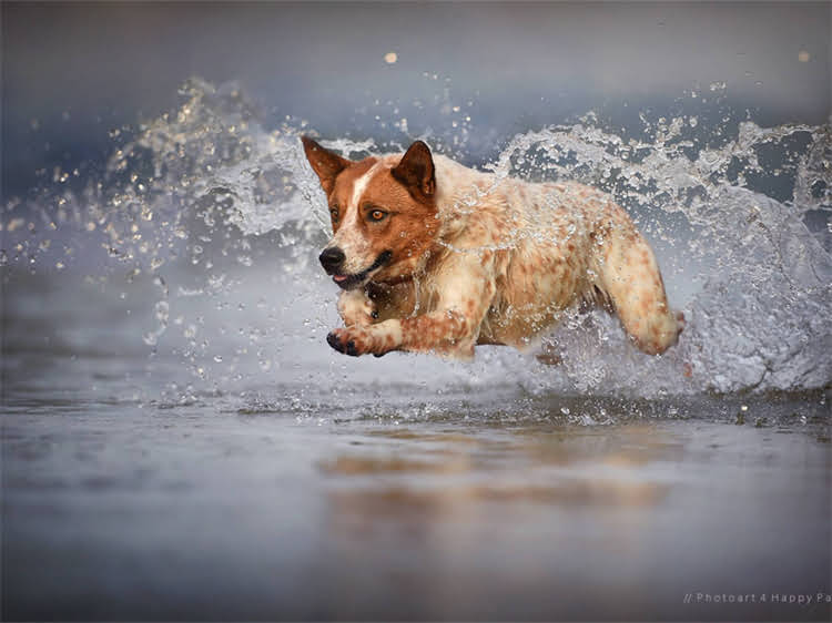 图片 泰迪犬白色多少钱一只？全价格+饲养指南+选购技巧1.jpg