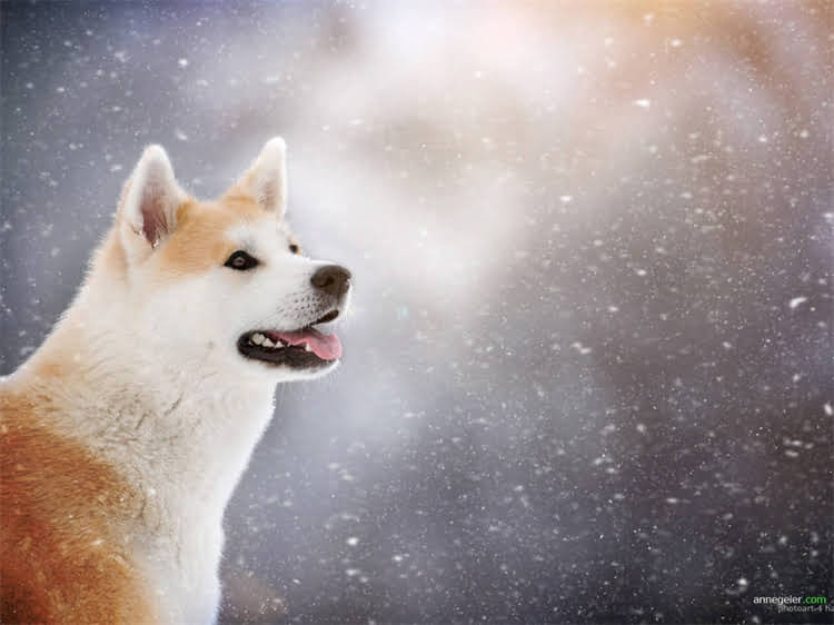 图片 泰迪犬白色多少钱一只？全价格+饲养指南+选购技巧2.jpg