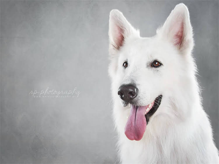 图片 泰迪犬的20种美称与别称：品种起源、性格特征及养护指南.jpg