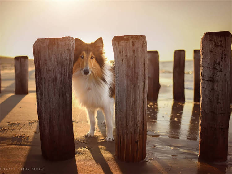 图片 泰迪犬的20种美称与别称：品种起源、性格特征及养护指南2.jpg