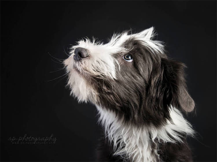 图片 泰迪犬眼屎问题深度：科学护理与专业治疗指南.jpg