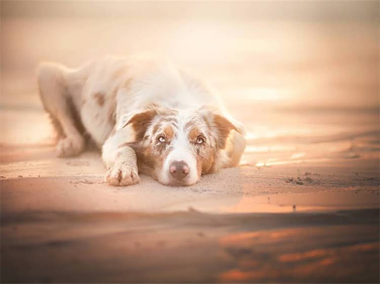 图片 泰迪犬眼屎问题深度：科学护理与专业治疗指南2.jpg