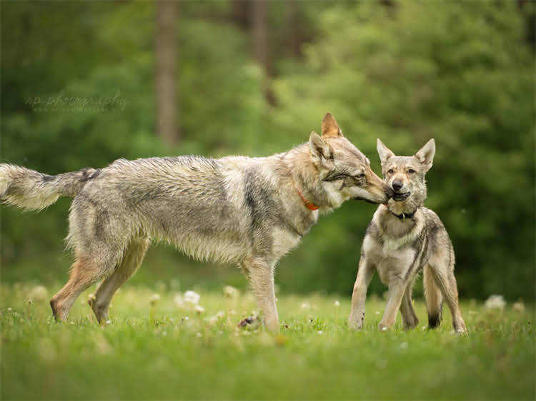 图片 泰迪犬科学喂养全攻略：5大黄金法则与常见误区，新手必看！.jpg