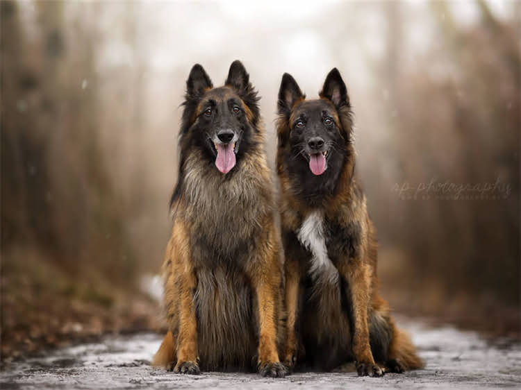 图片 泰迪犬科学喂养全攻略：5大黄金法则与常见误区，新手必看！1.jpg