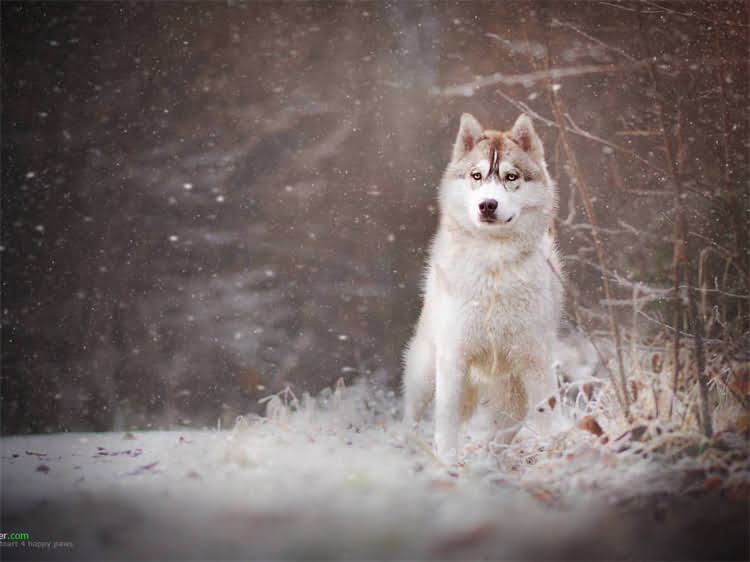 图片 泰迪犬科学喂养全攻略：5大黄金法则与常见误区，新手必看！2.jpg