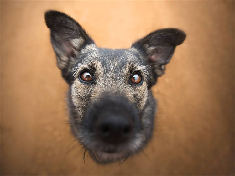 图片 泰迪犬科学喂养指南：全年龄段狗粮选购与品牌红黑榜深度.jpg